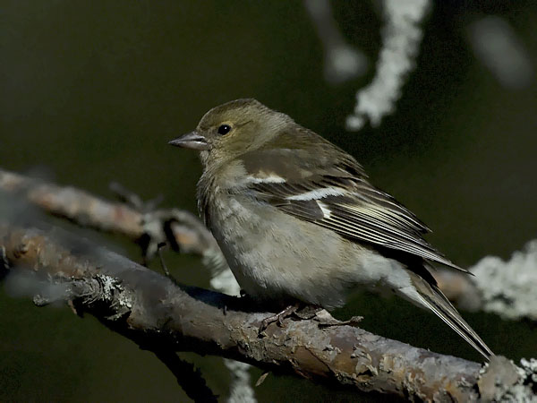 Peippo, Common Chaffinch, Fringilla coelebs